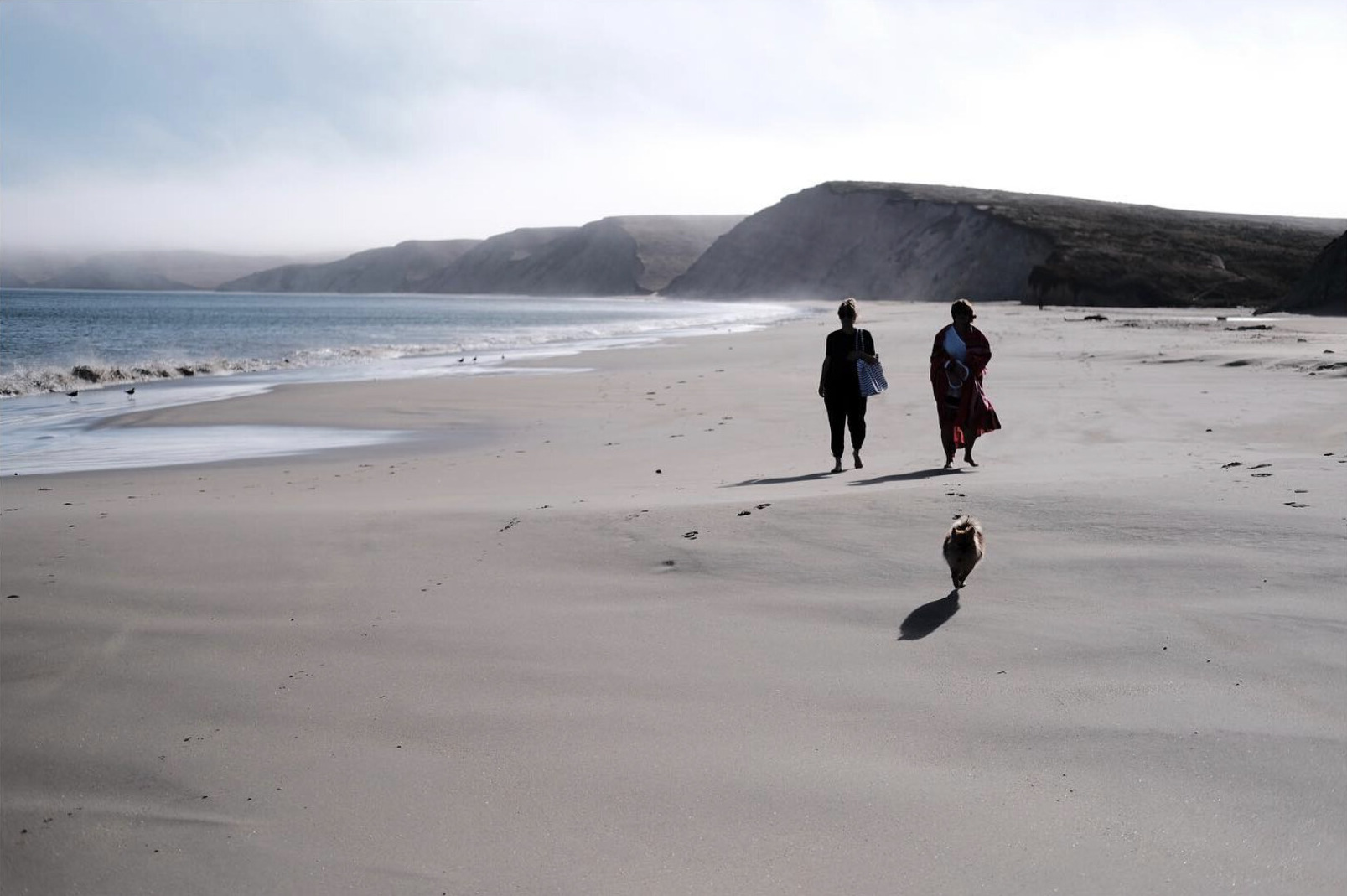 Two women and a small dog walking on a beach